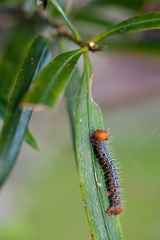 Milionia zonea pryeri