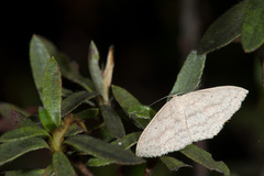 Scopula kagiata