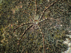 Pandercetes