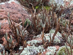Selaginella corallina