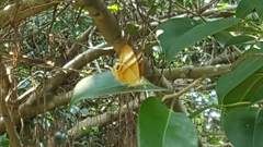 Abisara savitri