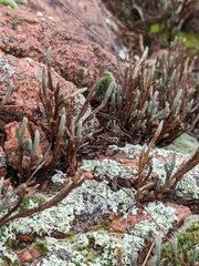 Selaginella corallina