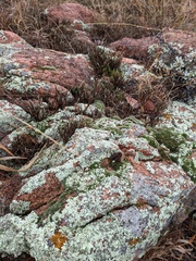 Selaginella corallina
