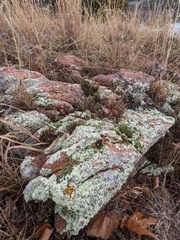 Selaginella corallina
