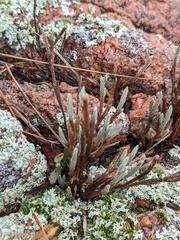 Selaginella corallina