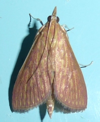 Ecpyrrhorrhoe damastesalis