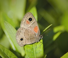 Calisto obscura