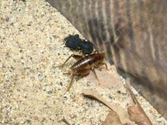 Ceuthophilus californianus