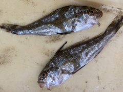 Umbrina