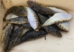 Sphoeroides marmoratus