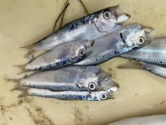 Sardinella