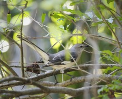 Mimus polyglottos orpheus
