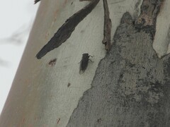 Atrapsalta furcilla