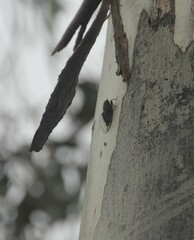 Atrapsalta furcilla