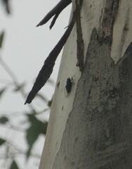 Atrapsalta furcilla