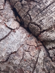 Crematogaster contemta