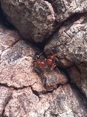 Crematogaster contemta