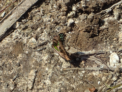 Graphium agamemnon agamemnon