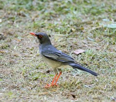 Turdus plumbeus