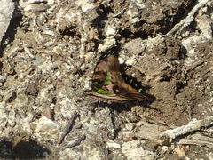 Graphium agamemnon agamemnon