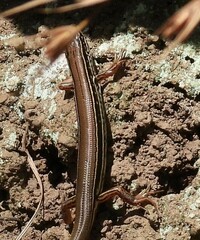 Ctenotus arcanus