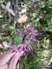 Dipodium punctatum