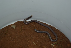 Rhinotyphlops lalandei