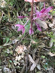 Dipodium punctatum