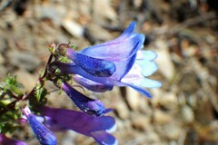 Penstemon albertinus