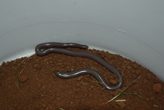 Rhinotyphlops lalandei