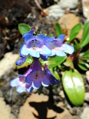 Penstemon albertinus