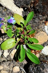 Penstemon albertinus