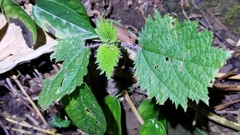 Urtica thunbergiana