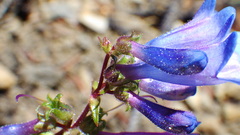 Penstemon albertinus