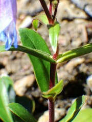 Penstemon albertinus