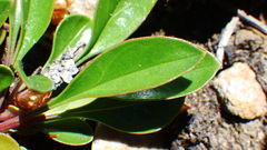 Penstemon albertinus