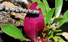 Penstemon albertinus