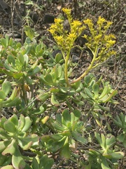 Sedum dendroideum