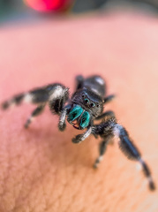 Phidippus audax