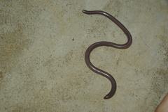 Rhinotyphlops lalandei