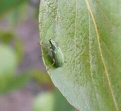 Polydrusus impressifrons