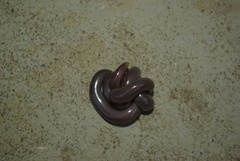Rhinotyphlops lalandei