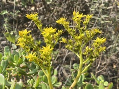 Sedum dendroideum