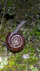 Glyptostoma gabrielense