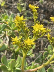 Sedum dendroideum
