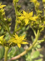Sedum dendroideum