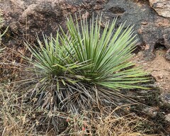 Yucca constricta