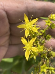 Sedum dendroideum