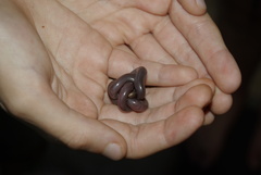 Rhinotyphlops lalandei