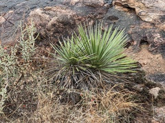 Yucca constricta